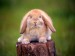 Rabbit-1123-1RQHH4UNKE-1024x768.jpg