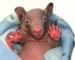Baby-Wombat-1-1280x1024.jpg